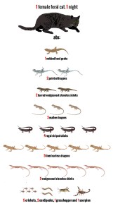 feralcats_feature_illo